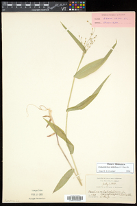 Dichanthelium latifolium image