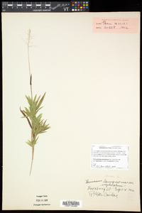 Dichanthelium acuminatum subsp. implicatum image