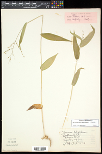 Dichanthelium latifolium image