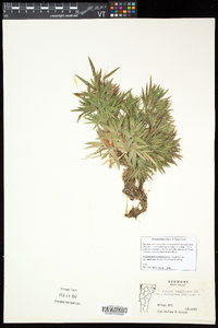 Dichanthelium acuminatum subsp. implicatum image