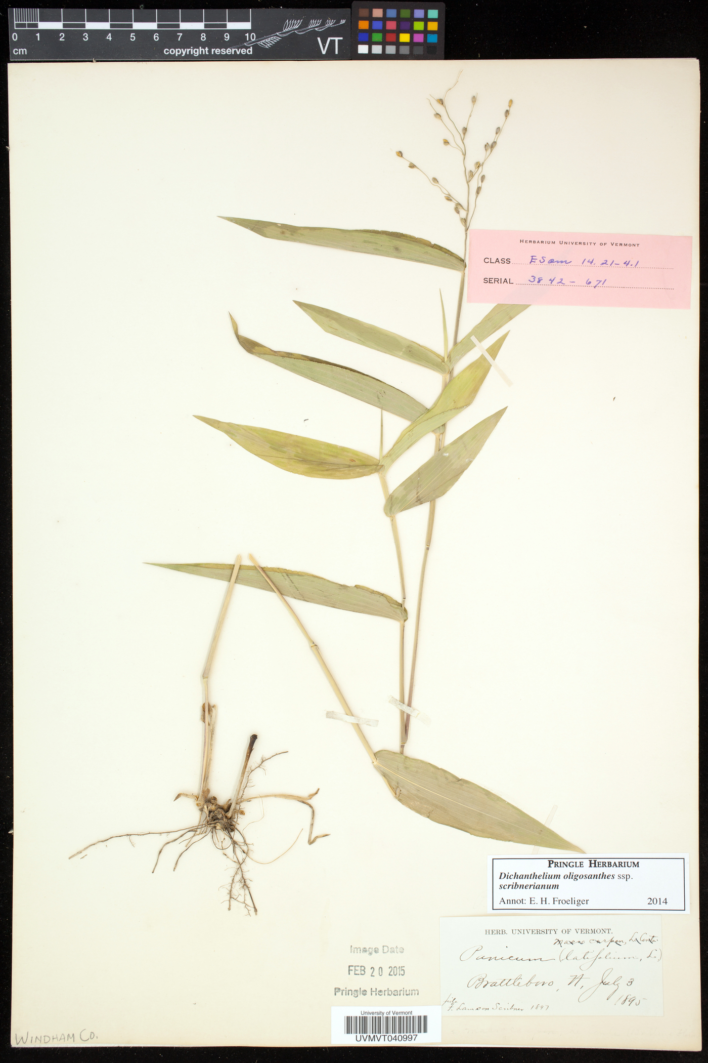 Dichanthelium latifolium image