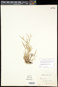 Dichanthelium acuminatum subsp. implicatum image