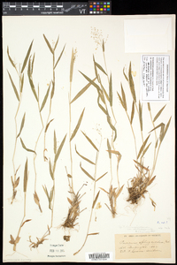 Dichanthelium acuminatum subsp. columbianum image