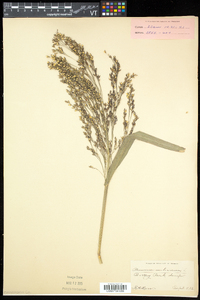 Panicum miliaceum subsp. miliaceum image