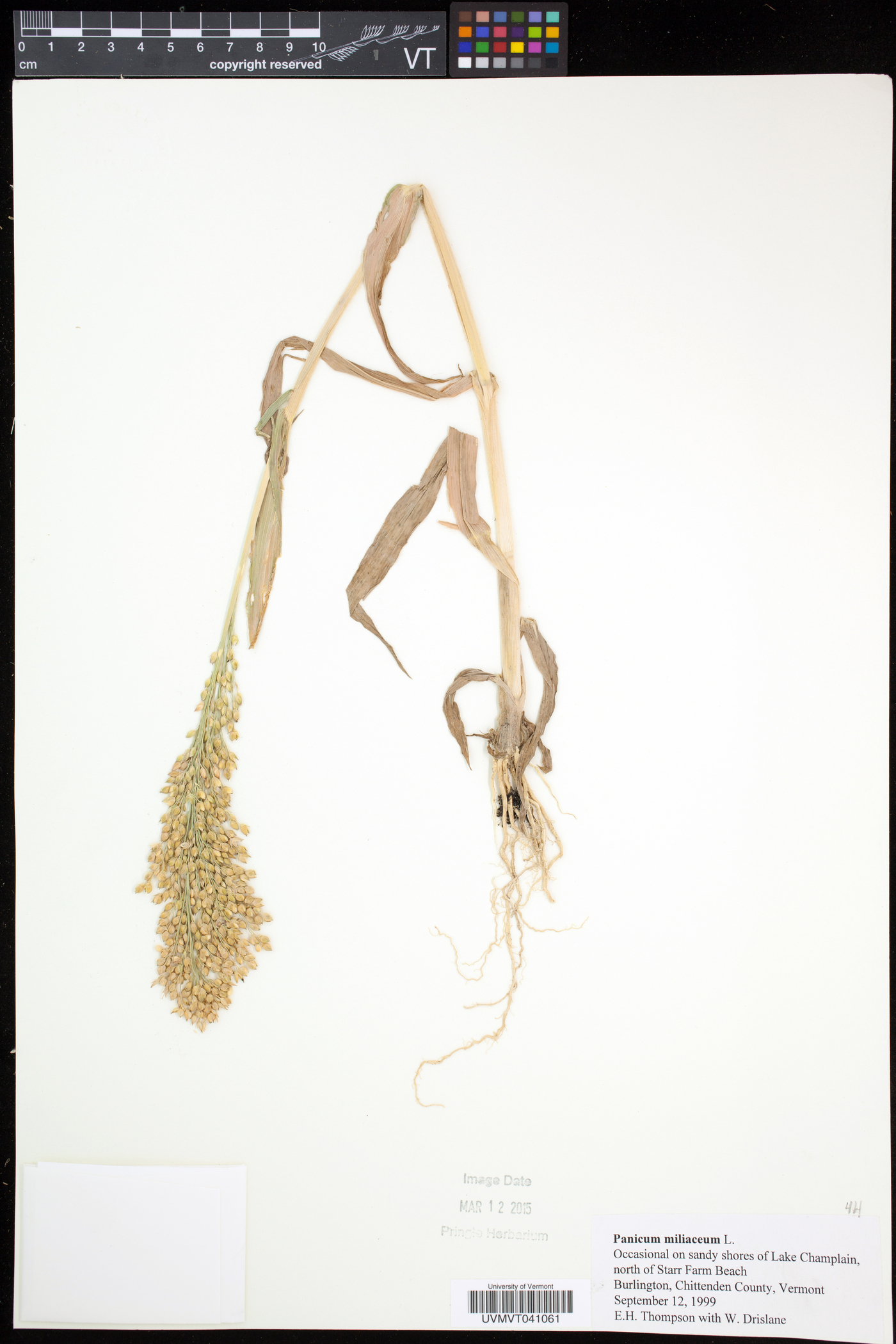 Panicum miliaceum subsp. miliaceum image