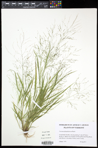 Panicum philadelphicum image