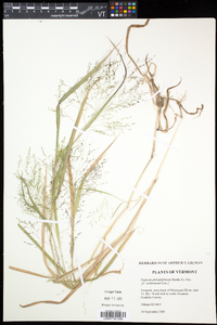 Panicum philadelphicum image