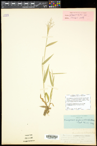 Dichanthelium acuminatum subsp. implicatum image