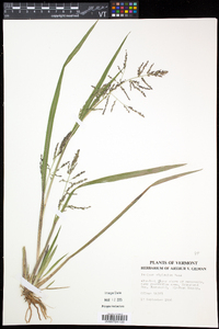 Coleataenia longifolia image