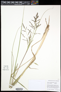 Coleataenia longifolia subsp. rigidula image