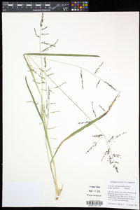 Coleataenia longifolia subsp. rigidula image