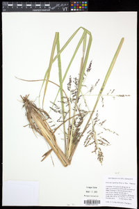 Coleataenia longifolia subsp. rigidula image