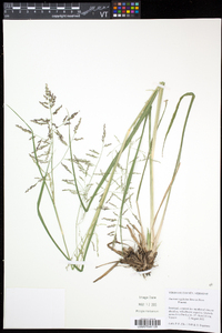 Coleataenia longifolia image