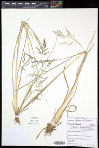 Coleataenia longifolia subsp. rigidula image