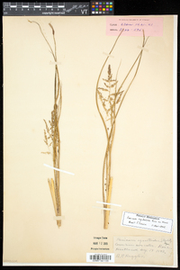 Coleataenia longifolia subsp. rigidula image