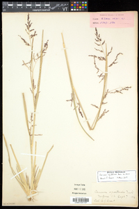 Coleataenia longifolia subsp. rigidula image