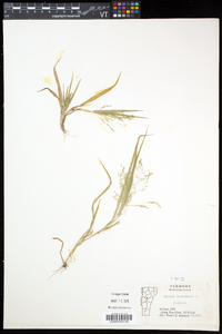 Panicum tuckermanii image