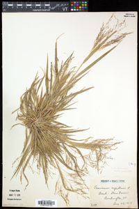 Panicum tuckermanii image