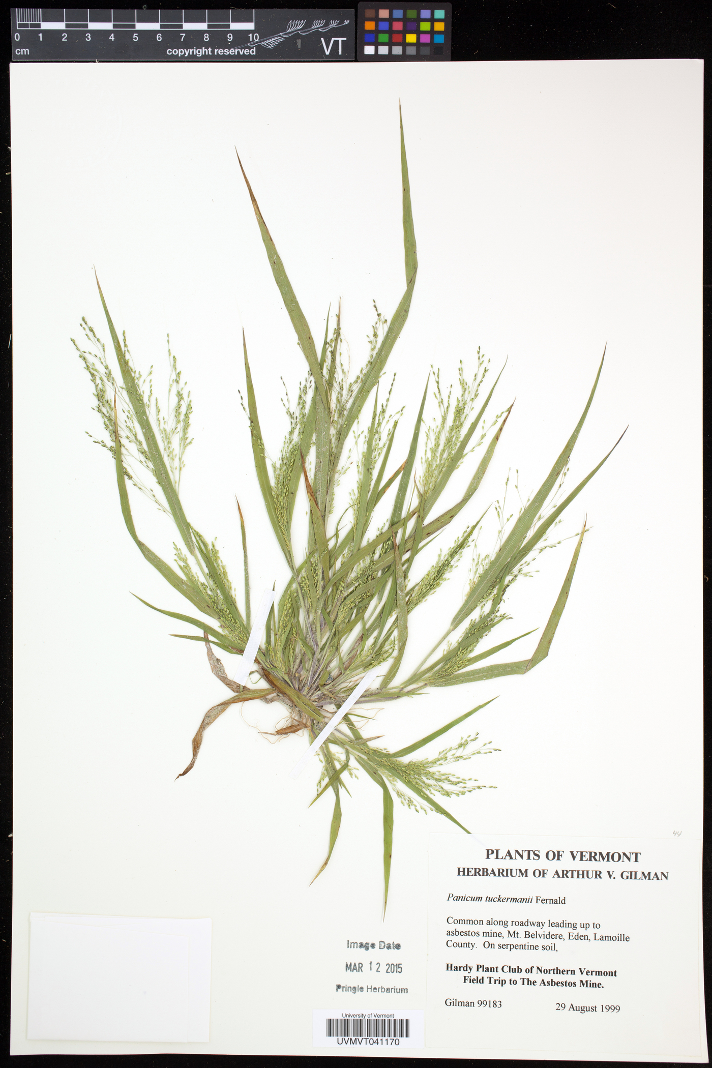 Panicum tuckermanii image