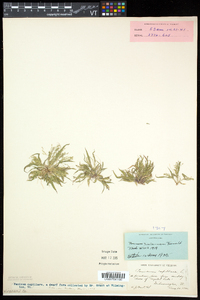 Panicum tuckermanii image