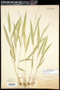 Dichanthelium xanthophysum image