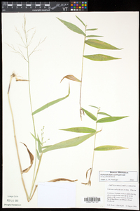 Dichanthelium xanthophysum image