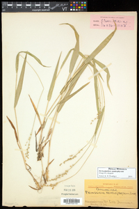 Dichanthelium xanthophysum image