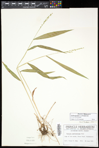 Dichanthelium xanthophysum image