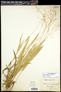 Dichanthelium xanthophysum image