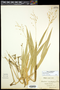 Dichanthelium xanthophysum image