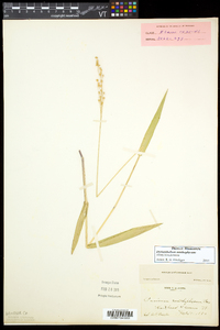 Dichanthelium xanthophysum image