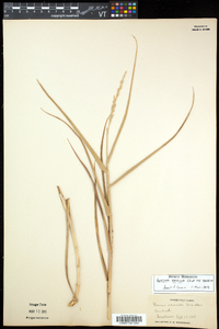 Panicum amarum subsp. amarum image