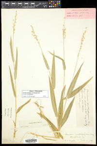 Dichanthelium xanthophysum image