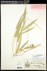 Dichanthelium xanthophysum image