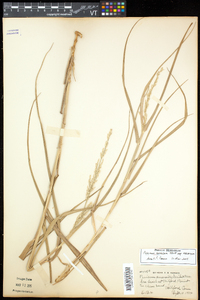 Panicum amarum image