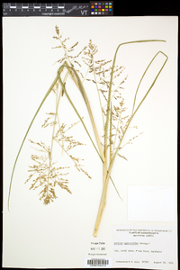 Coleataenia longifolia subsp. rigidula image