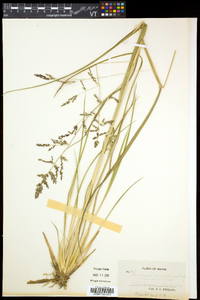 Coleataenia longifolia subsp. rigidula image