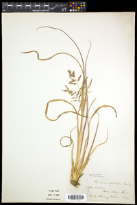 Coleataenia longifolia subsp. rigidula image