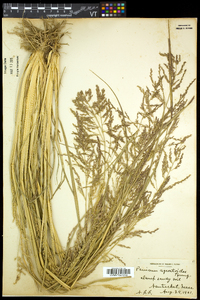 Coleataenia longifolia subsp. rigidula image