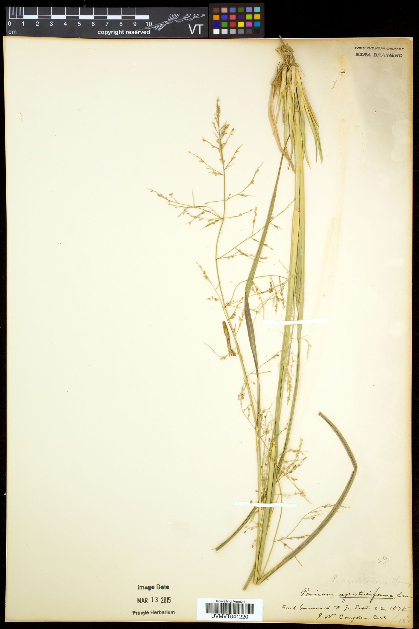 Coleataenia longifolia subsp. rigidula image