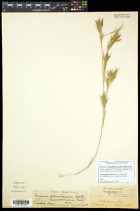 Dichanthelium acuminatum subsp. columbianum image