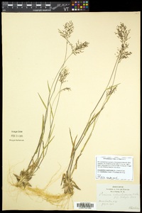 Dichanthelium acuminatum subsp. columbianum image