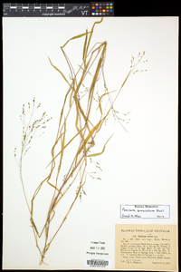 Kellochloa verrucosa image