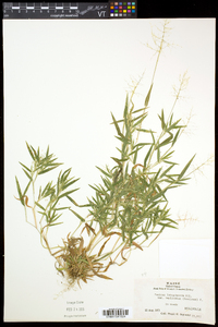Dichanthelium acuminatum subsp. implicatum image