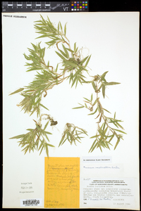 Dichanthelium acuminatum subsp. implicatum image