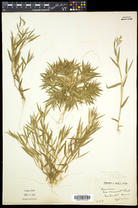 Dichanthelium acuminatum subsp. implicatum image