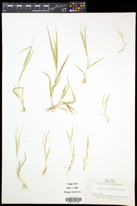 Panicum philadelphicum image