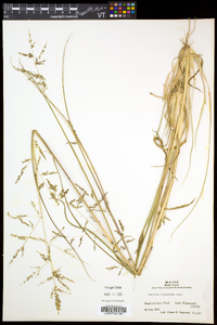 Coleataenia longifolia subsp. rigidula image