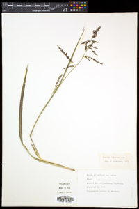 Coleataenia longifolia subsp. rigidula image