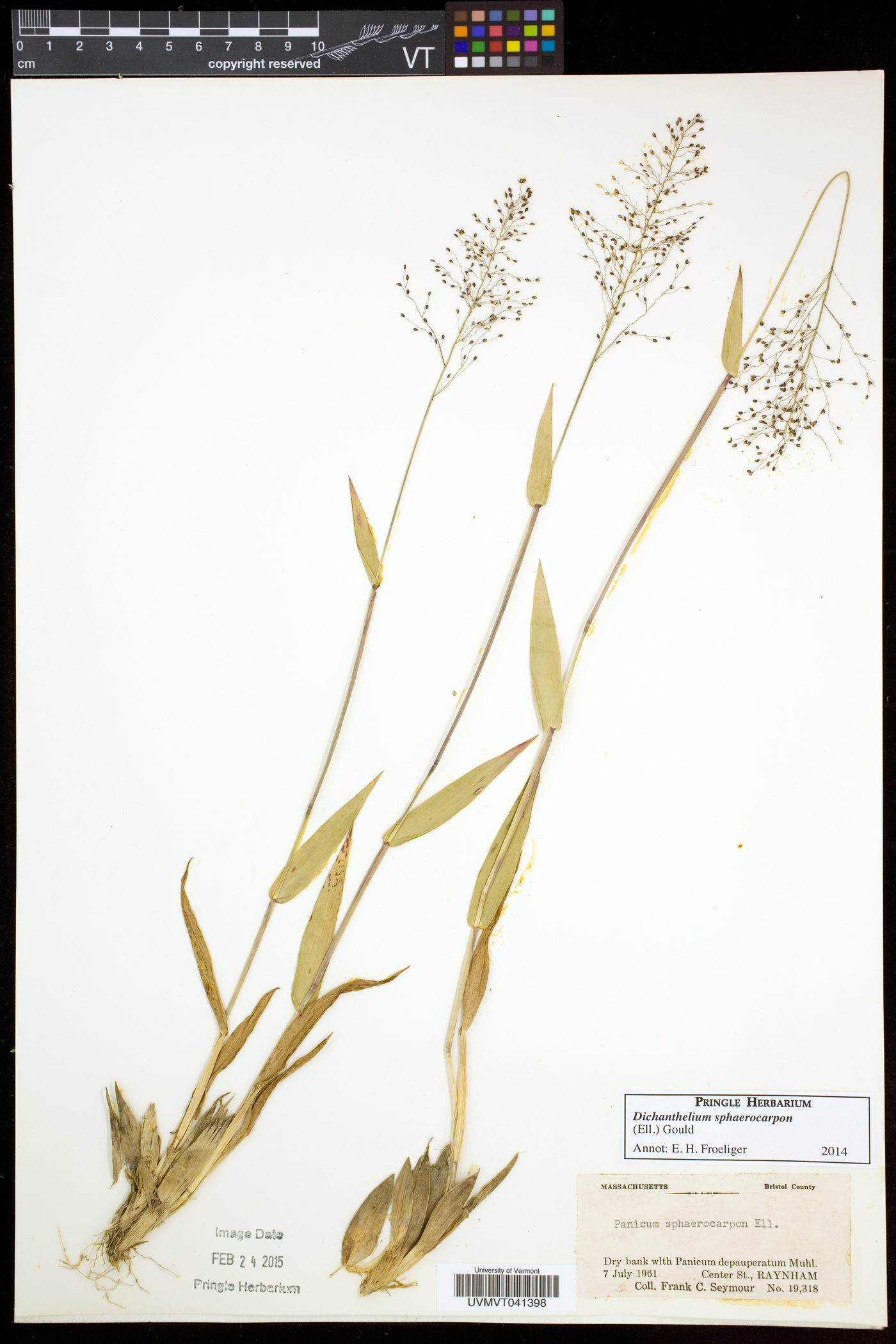Dichanthelium sphaerocarpon image